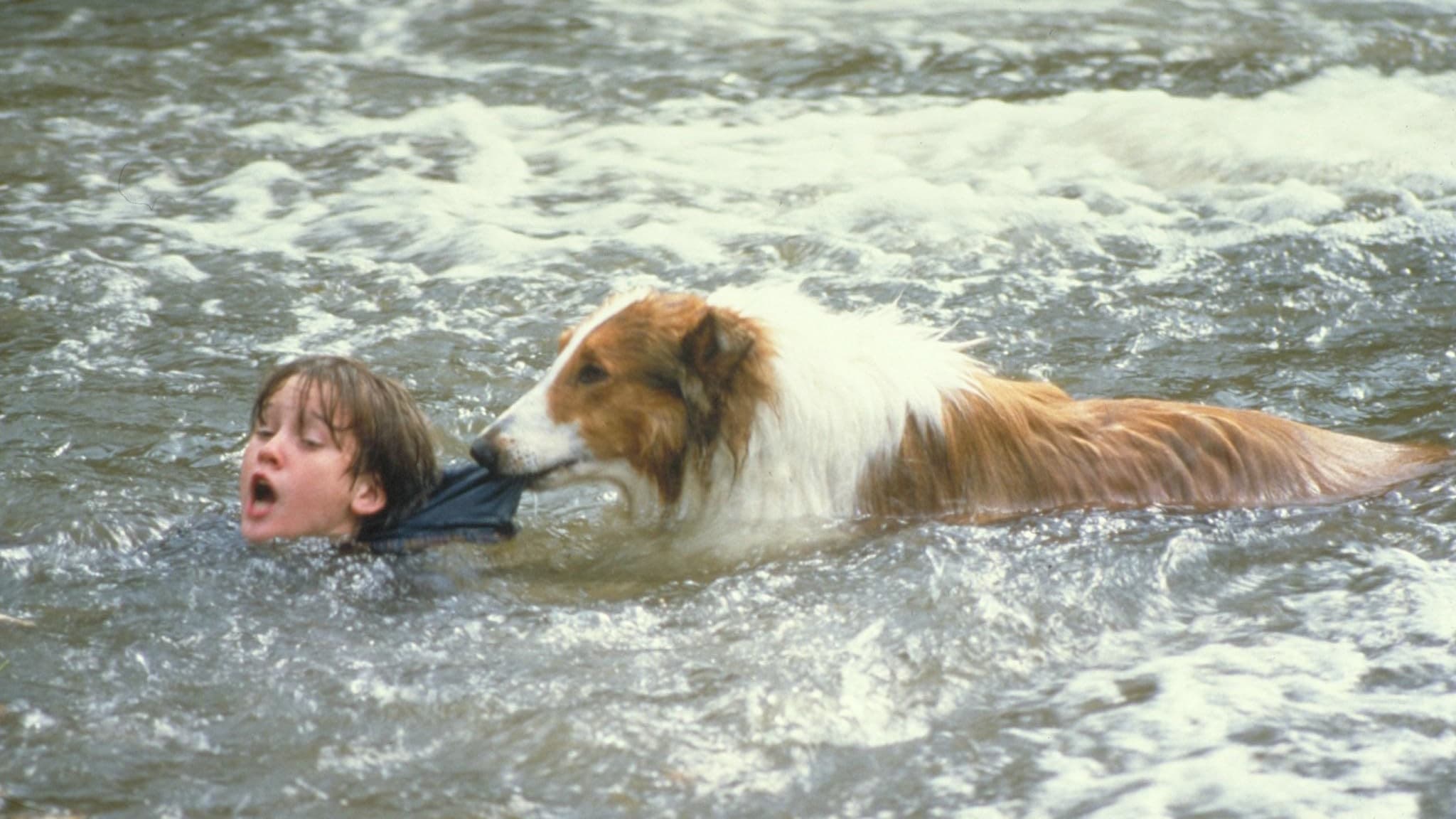 Lassie